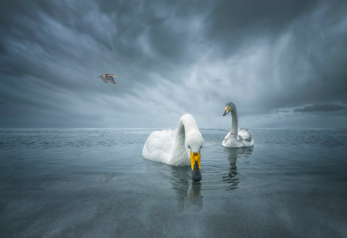 Hello Swan Lake Poster och Canvastavla