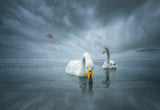 Hello Swan Lake Poster och Canvastavla
