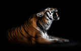 Tiger portrait Poster och Canvastavla