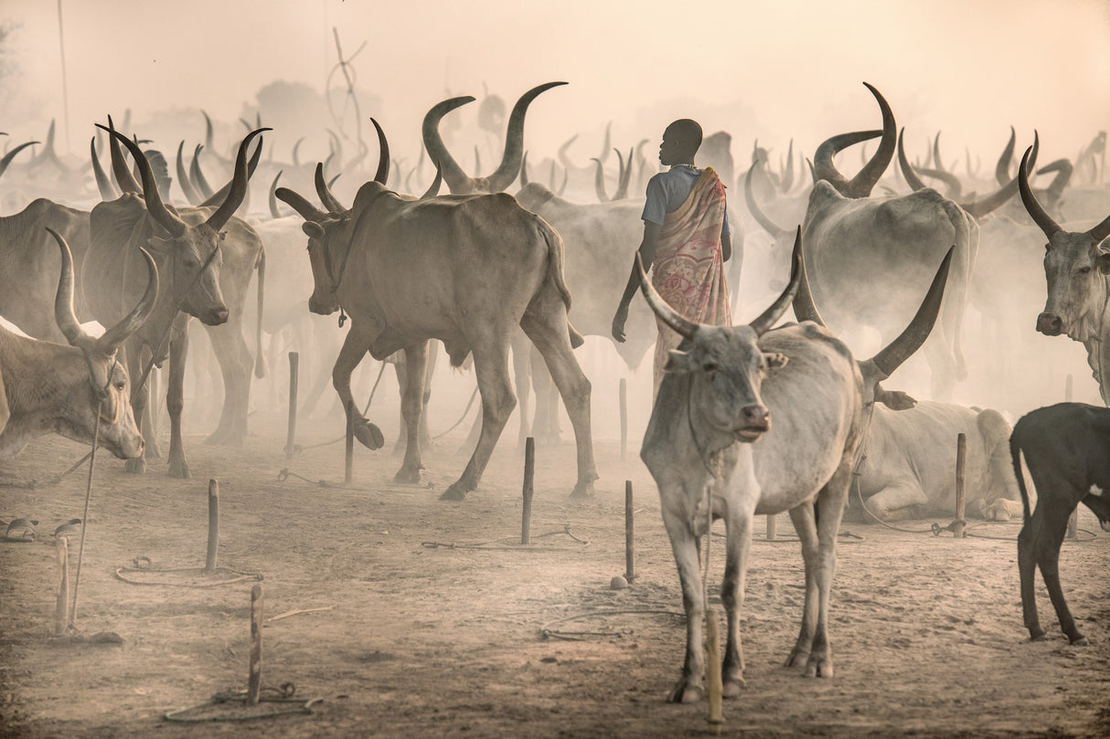 Herder in the midst Poster och Canvastavla