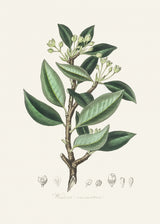 Wintera Aromatica Medical Botany Poster och Canvastavla
