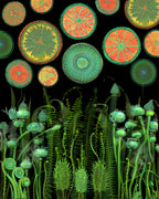 Psychedelic.png Poster och Canvastavla