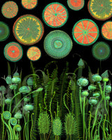 Psychedelic.png Poster och Canvastavla