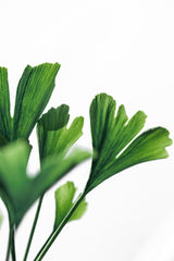 Ginko 4 Poster och Canvastavla