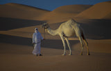 desert camel Poster och Canvastavla
