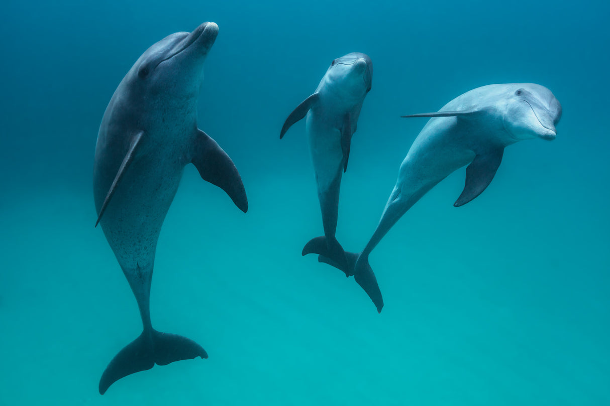 Bottlenose dolphins Poster och Canvastavla