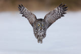 Great Grey Owl in Flight Poster och Canvastavla
