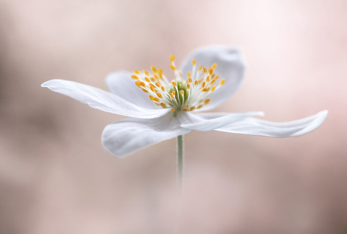 Anemone Nemorosa Poster och Canvastavla