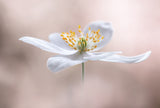 Anemone Nemorosa Poster och Canvastavla