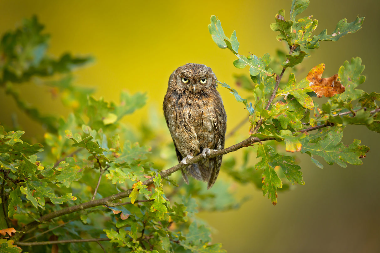 Eurasian Scops Owl Poster och Canvastavla