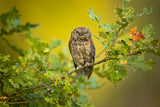 Eurasian Scops Owl Poster och Canvastavla