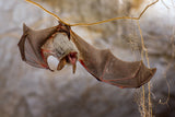 Angry bat Poster och Canvastavla