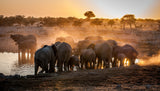 Elephant huddle Poster och Canvastavla