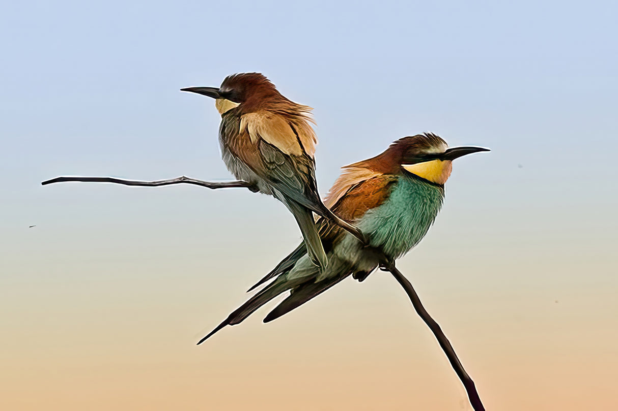 Merops apiaster#2 Poster och Canvastavla