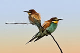 Merops apiaster#2 Poster och Canvastavla