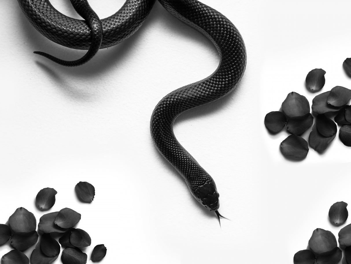 Black Snake Roam Poster och Canvastavla