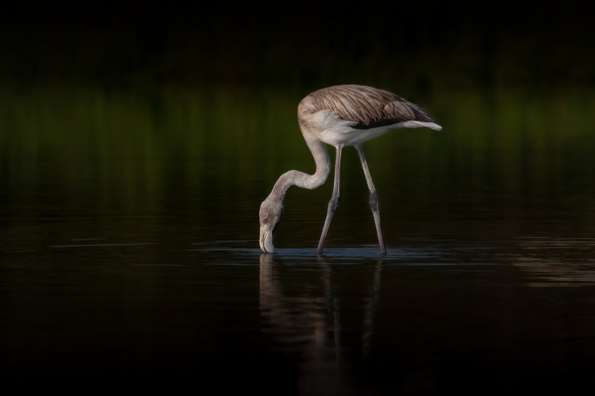 Greater Flamingo Poster och Canvastavla