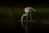 Greater Flamingo Poster och Canvastavla