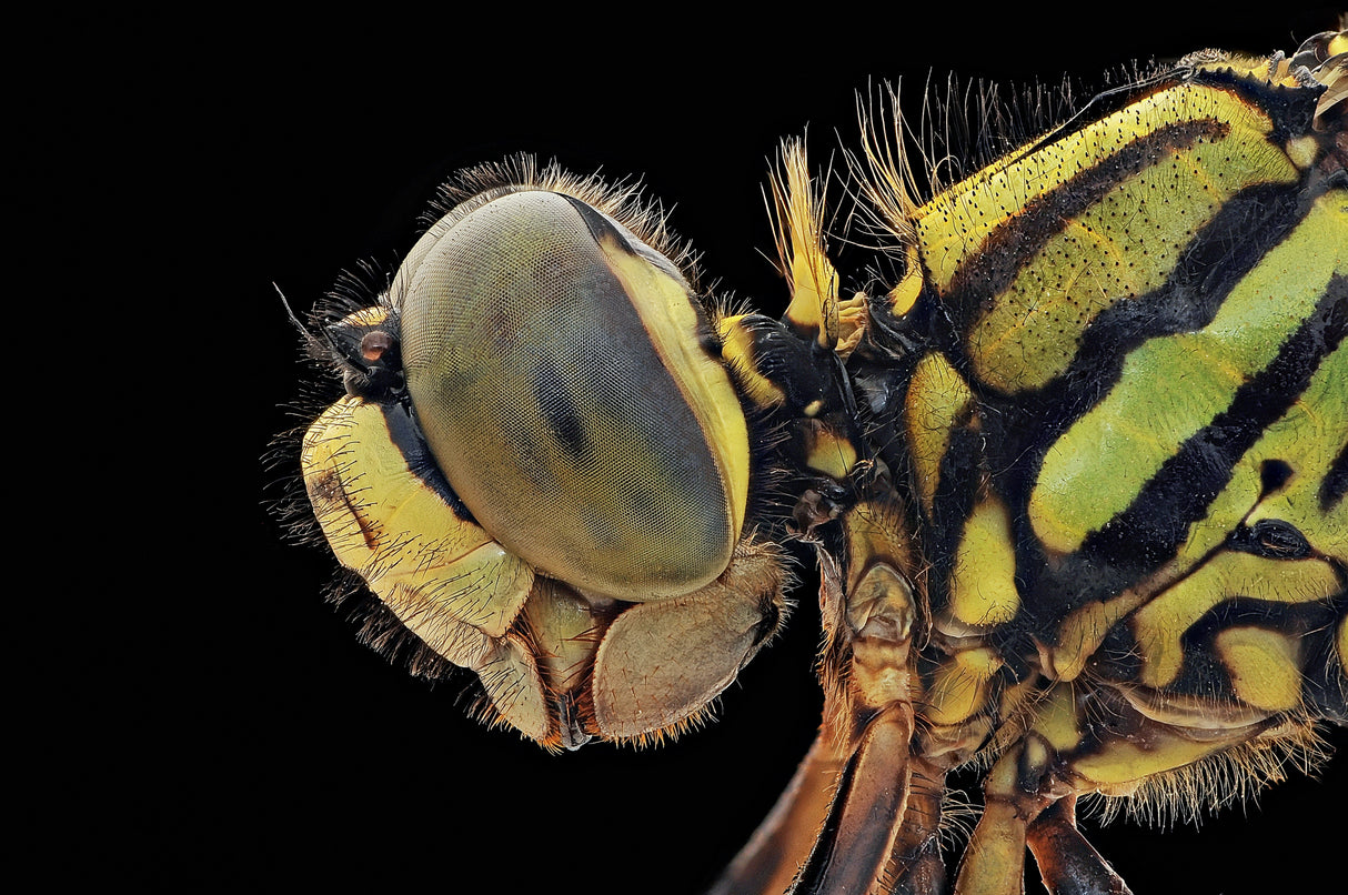 Dragonfly Poster och Canvastavla