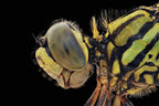 Dragonfly Poster och Canvastavla