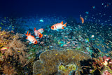Reef life Poster och Canvastavla