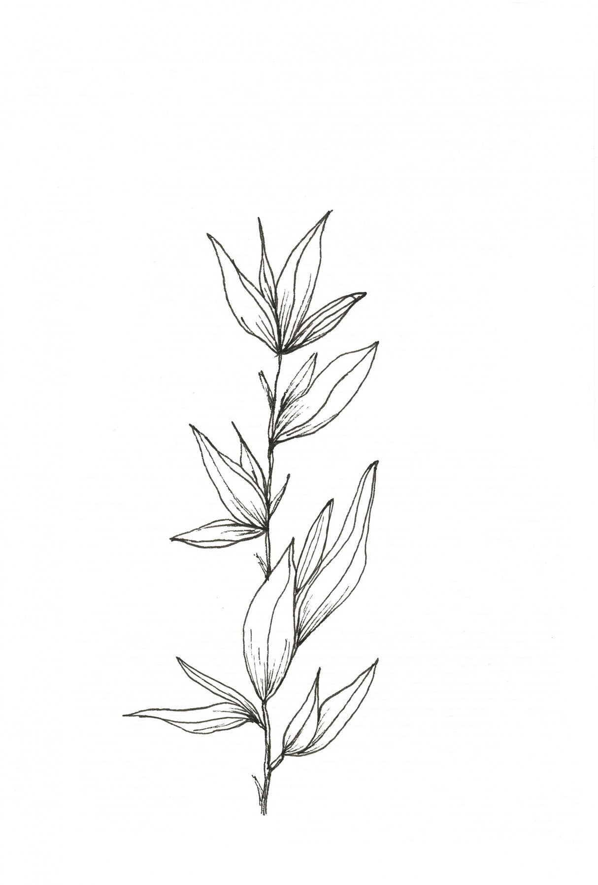 Botanical Trio 3 Poster och Canvastavla