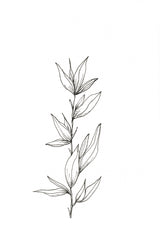 Botanical Trio 3 Poster och Canvastavla