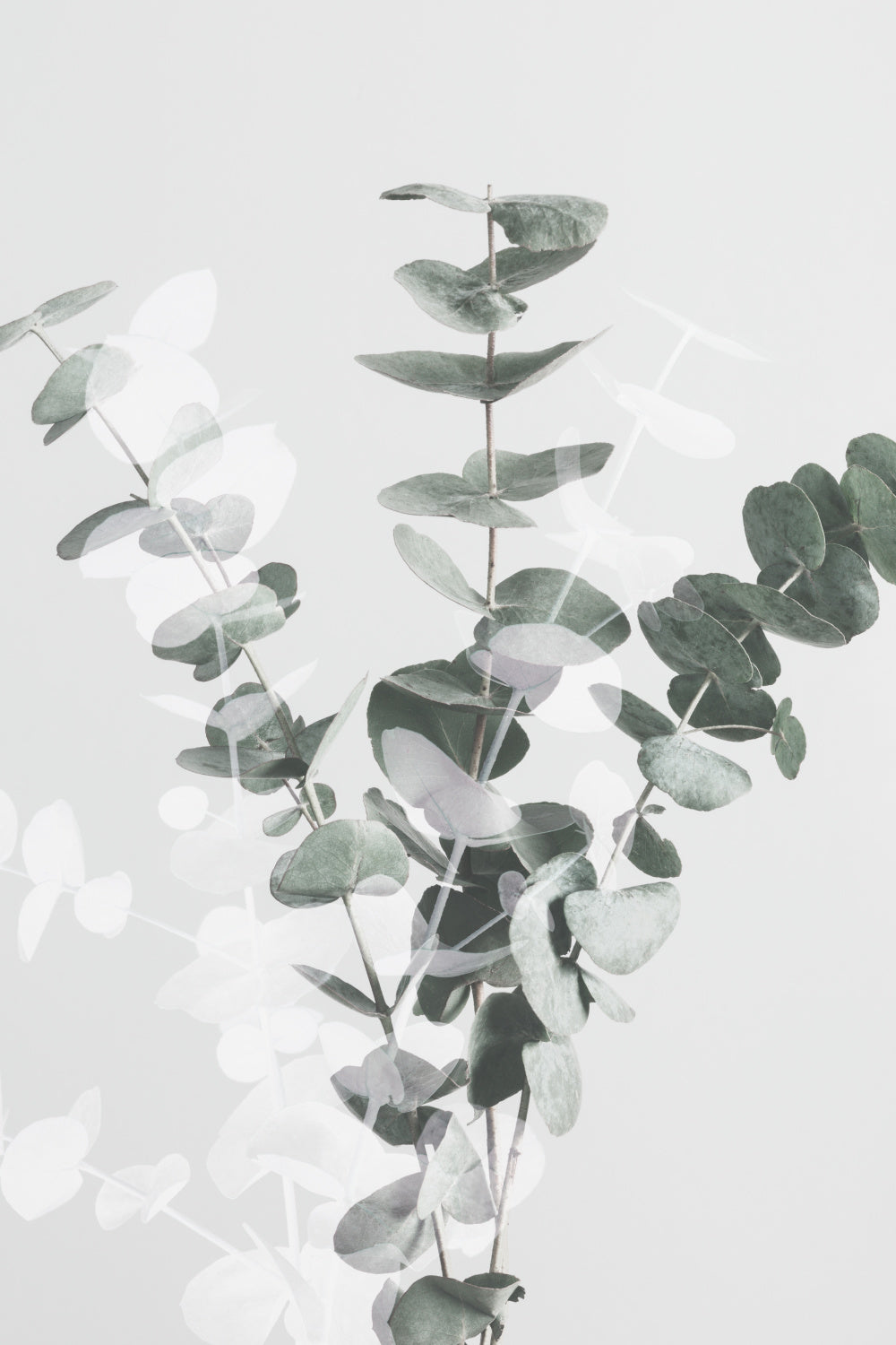 Eucalyptus Creative 07 Poster och Canvastavla
