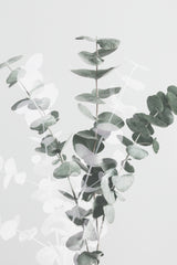 Eucalyptus Creative 07 Poster och Canvastavla