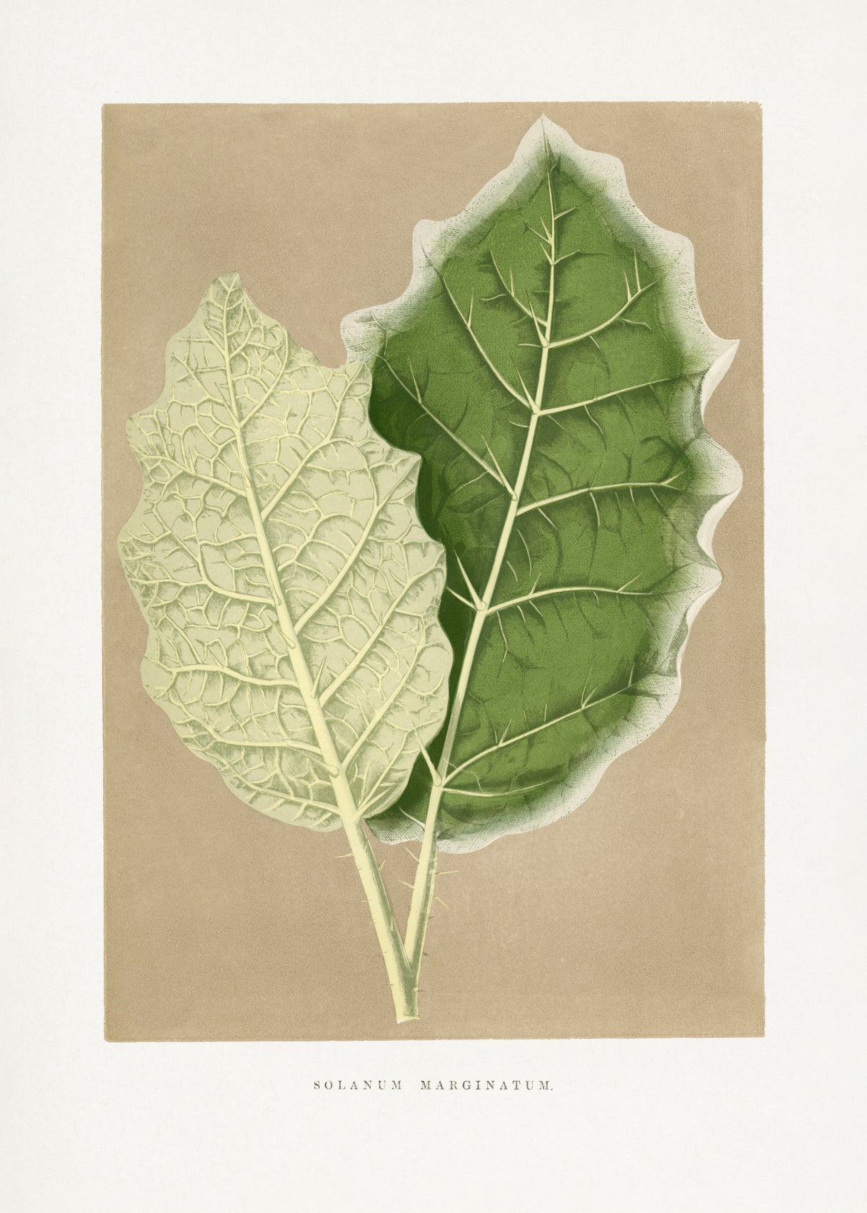 Green Solanum Marginatum Leaf Illustration Poster och Canvastavla