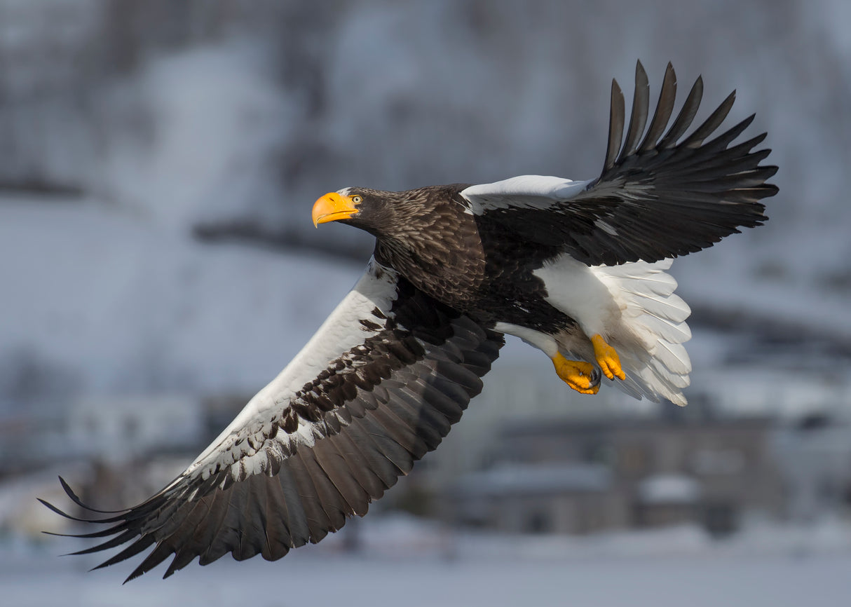 Steller's Sea Eagle Poster och Canvastavla