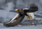 Steller's Sea Eagle Poster och Canvastavla