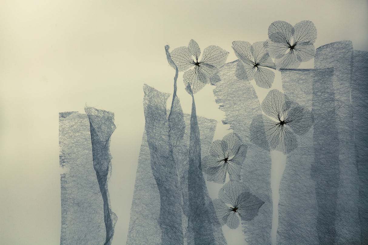 6 Flowers Poster och Canvastavla