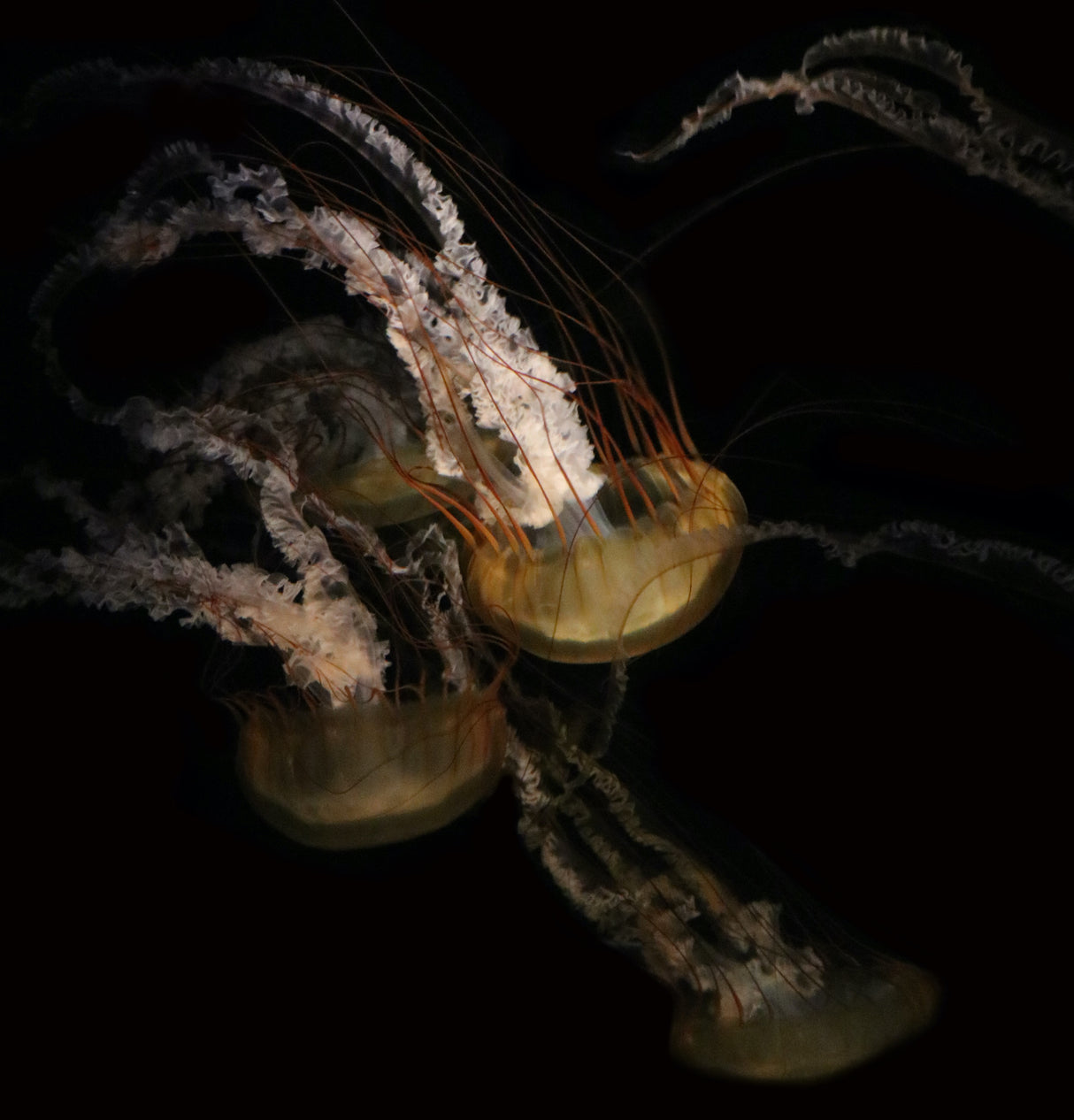Underwater ballet Poster och Canvastavla