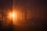 Light in the Mist Poster och Canvastavla
