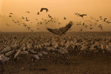 Lord of the Cranes... Poster och Canvastavla
