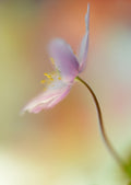 Tender spring Poster och Canvastavla
