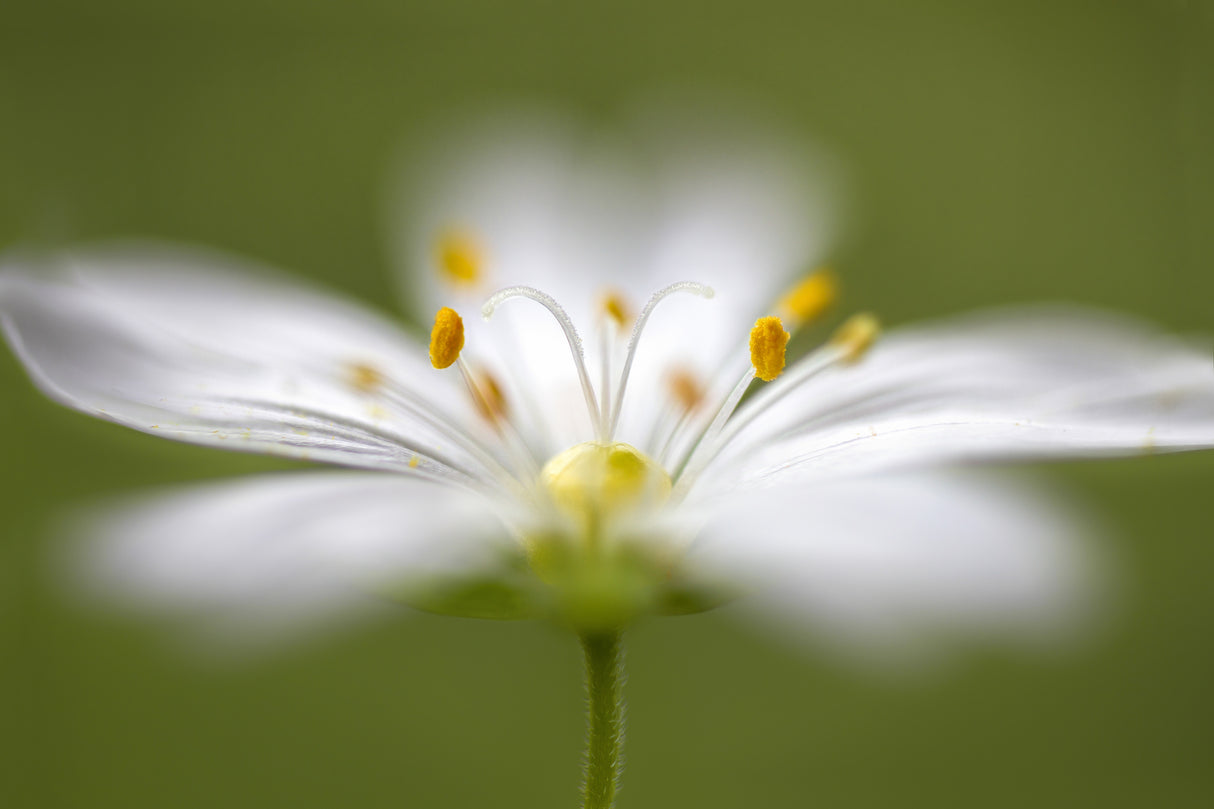 Softly Stitchwort Poster och Canvastavla