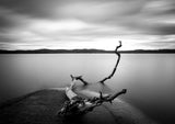 Branch long exposure lake Poster och Canvastavla