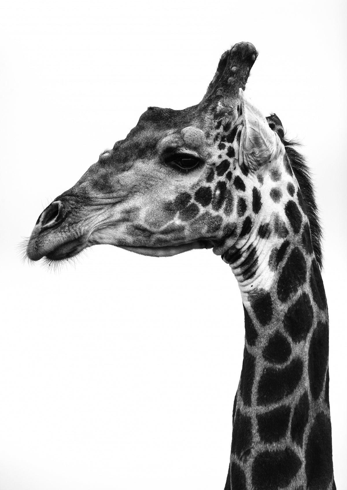 Super Safari No1 Poster och Canvastavla