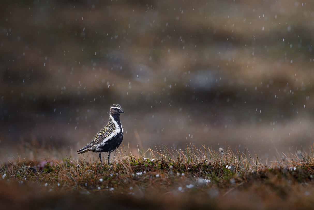 Golden plover in rainfall Poster och Canvastavla