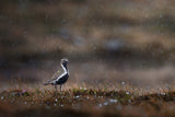Golden plover in rainfall Poster och Canvastavla