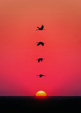 Sunset Birds Poster och Canvastavla