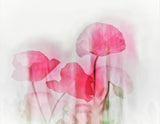 Flowers Poster och Canvastavla