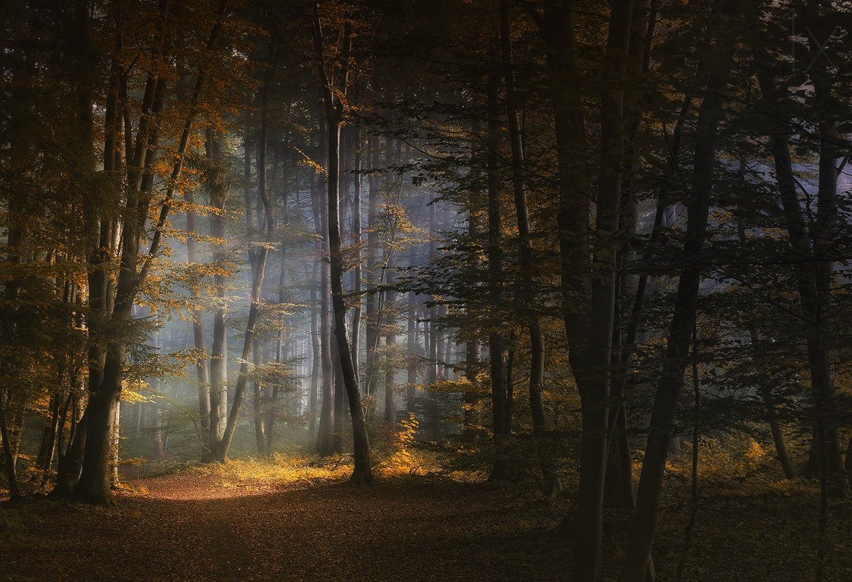 november morning Poster och Canvastavla