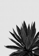 Agave Cactus Black & White Poster och Canvastavla