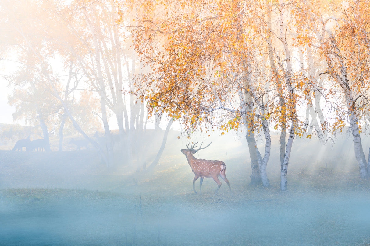 Elk Lost in Mist Poster och Canvastavla
