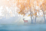 Elk Lost in Mist Poster och Canvastavla