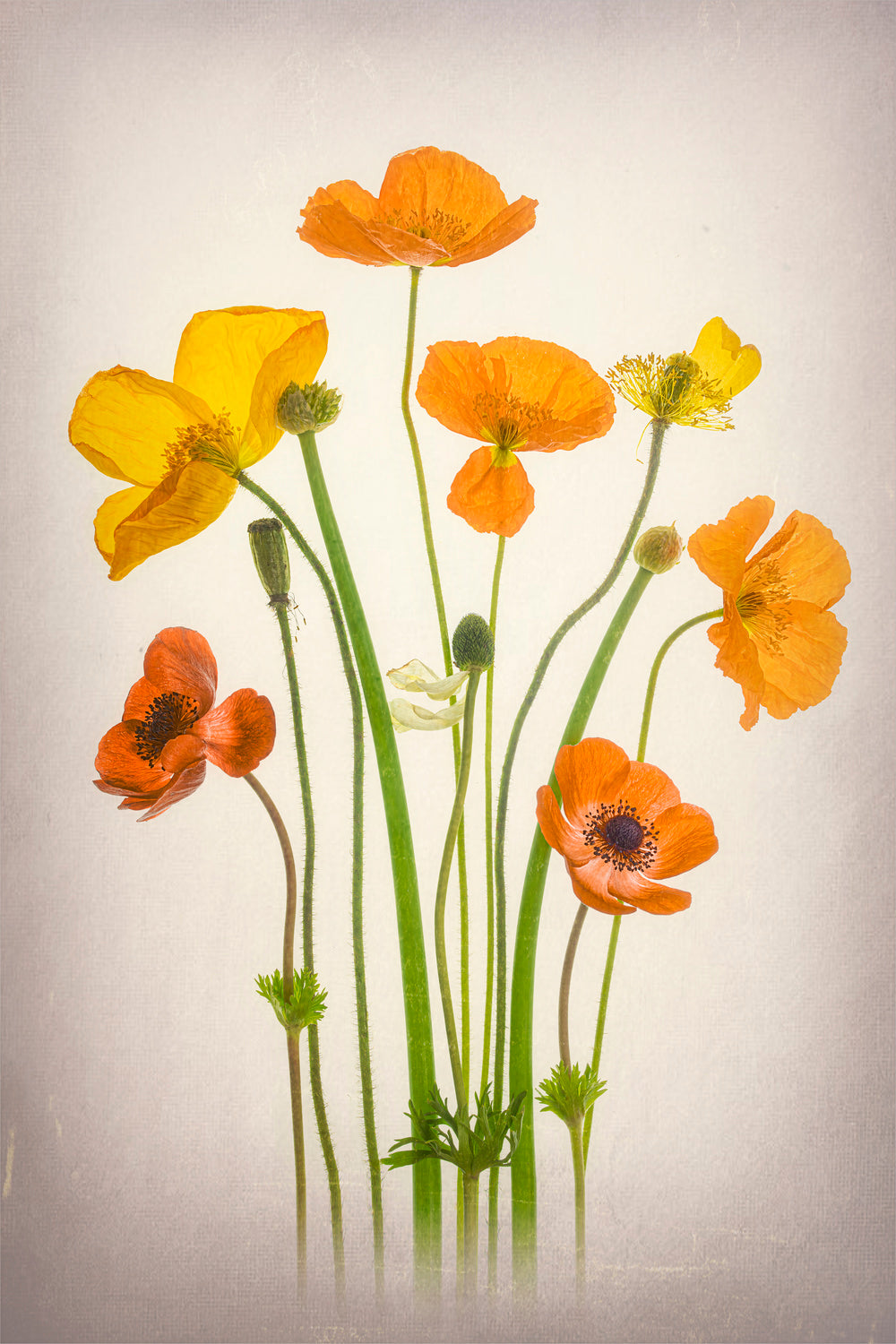 Delightful Poppies Poster och Canvastavla