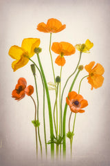 Delightful Poppies Poster och Canvastavla